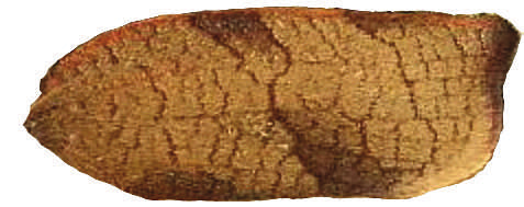 Irodalom References: Bodor & Szabóky 2010; Bradly et al. 1973; Szeőke 2002; Razowski 2002. Diagnózis Diagnosis (1 2. ábra Fig. 1 2): Az elülső szárnyak fesztávolsága; 15 17 mm, 18 22 mm.