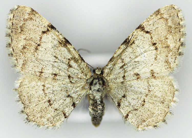 trap network in Hungary All light-traps Nagytétény Families and species BL or