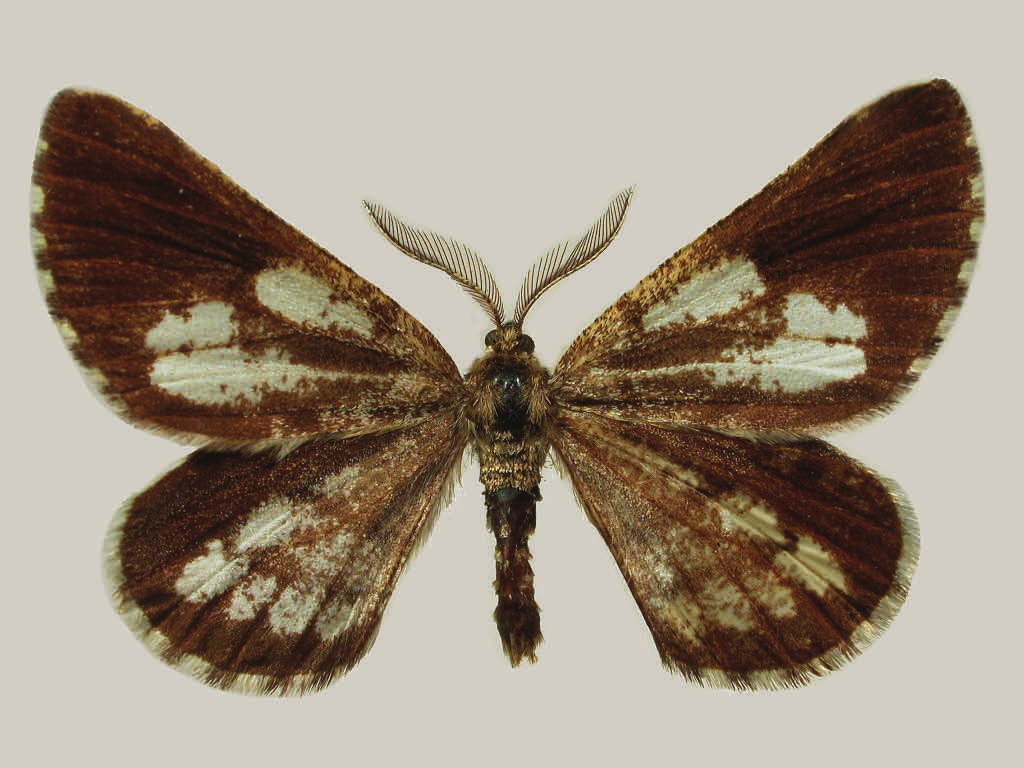 = 5 - - 102. Ascotis selenaria D. & Sch. = 21 BL BL 103. Ectropis bistortata Gze.