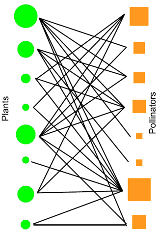 jelentősen átrendeződik a hálózat, módosulnak a dominancia viszonyok ilyen: (ragadozás