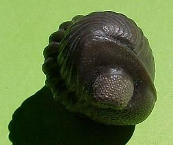 trilobita