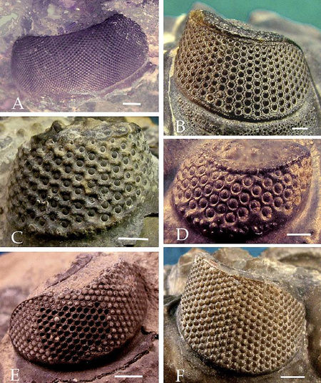 Holochroális (A) és schizochroális (B-F) trilobitaszemek. Jól látszik, hogy a schizochroális szemek kevesebb és nagyobb lencséből állnak, mint a holochroális szem.