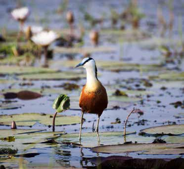 A város az innen induló, egyre népszerűbb szafari útvonalaknak köszönheti fejlődését, bár Botswana a természet eredeti állapotának megőrzése érdekében igyekszik korlátozni az ideérkezők számát. 2.