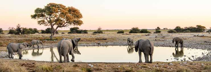 SZAFARI KÖRUTAZÁS NAMÍBIA NAMÍB-SIVATAG, SWAKOPMUND, ETOSHA NEMZETI PARK 1. nap Elutazás Budapestről menetrend szerinti repülőjáratokkal, átszállással Windhoekba. 2.