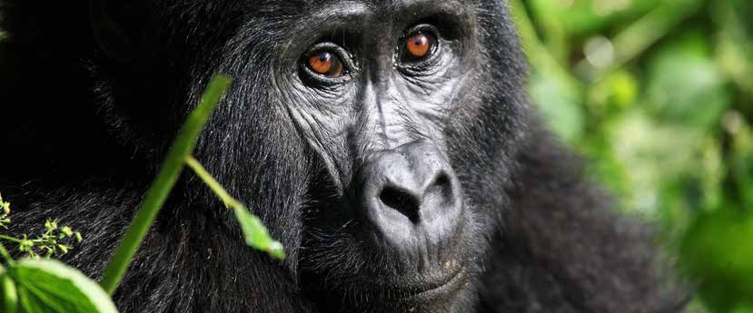 SZAFARI KÖRUTAZÁS UGANDA MURCHISON FALLS, KIBALE NEMZETI PARK, BWINDI NEMZETI PARK 1. nap Elutazás menetrend szerinti repülőjáratokkal, átszállásokkal Közép-Ugandába, Entebbébe. Éjszaka a repülőgépen.