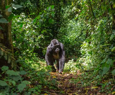 Az egykor vulkanikus terület változatos domborzatának, növényvilágának köszönhetően ma Uganda vadállományban egyik leggazdagabb része.