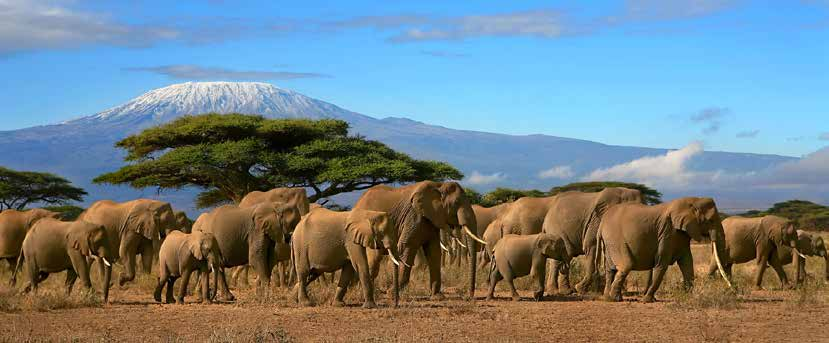 SZAFARI KÖRUTAZÁS TANZÁNIA, ZANZIBÁR LAKE MANYARA NEMZETI PARK, SERENGETI NEMZETI PARK, NGORONGORO KRÁTER 1.