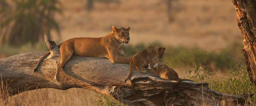 SZAFARI KÖRUTAZÁS DÉL-AFRIKA, ZIMBABWE FOKVÁROS KRUGER NEMZETI PARK VIKTÓRIA VÍZESÉS 1. nap Elutazás Fokvárosba menetrend szerinti repülőjáratokkal, átszállással. Éjszaka a repülőgépen. 2.