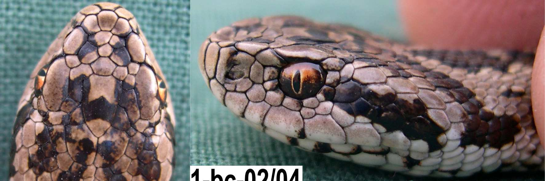 Photo 1. Outdoor terraria for Hungarian meadow vipers (photo: TAMÁS PÉCHY). 2. kép.