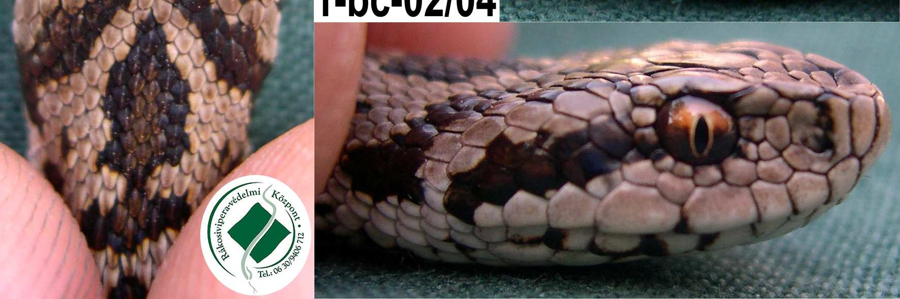 Individual identification based on scalation of the sides and top of the head. 2.