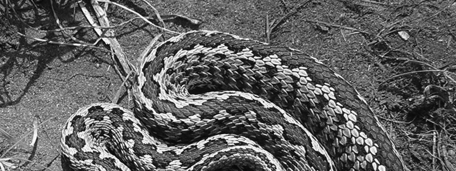 HALPERN B. et al. 3. kép. Anya és újszülött rákosi vipera átlátszó burokban (fotó: HERBÓT ERZSÉBET). Photo 3.