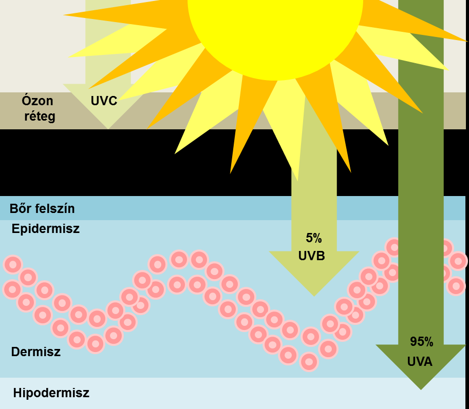 2. BEVEZETÉS 2.1. A Napból érkező UV sugárzás Az ultraibolya sugárzás az egyik legáltalánosabb hatás, mely a bőrünket éri.