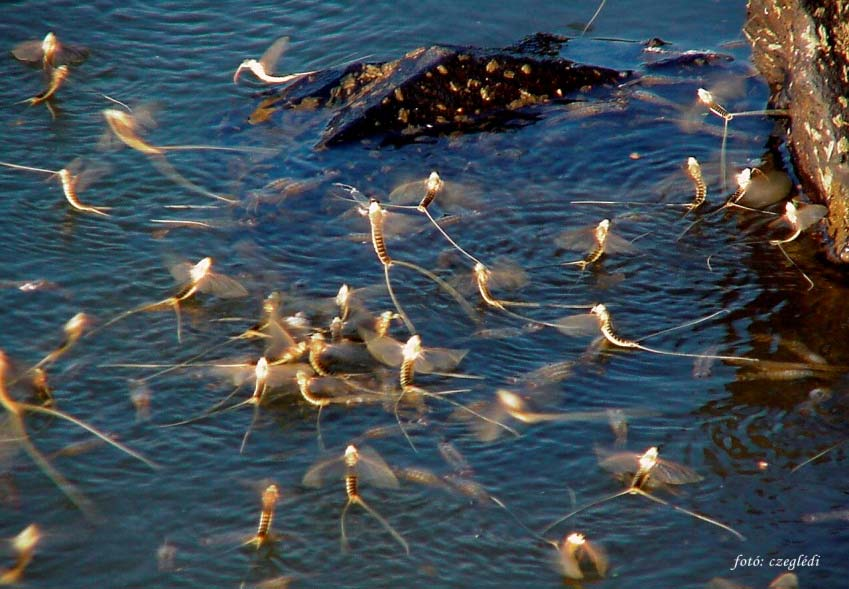 Nitrát akcióprogram Natura 2000