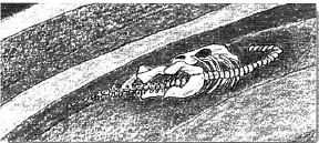 A csontok megvizsgálására és hogy kiállíthassák azokat, az őslénytan kutatók először a körülvevő kőzetet kell elkaparják és a csontokat "ki kell preparálják" - ez a szakkifejezés.