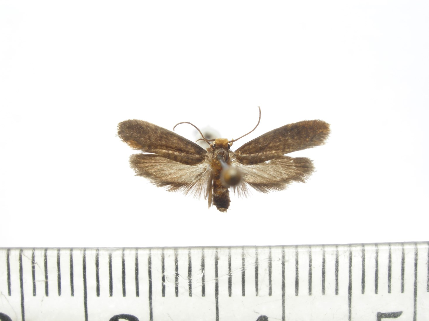Microlepidoptera.hu 10 (2015) 9 5 mm 1 3 5 2 4 6 1. ábra.