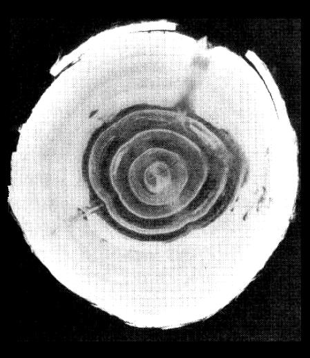 3.9.4. Mikrohullámú, NMR és neutron sugárzásos mérési lehetőségek Élő fák tekintetében mikrohullámú mérés biomassza becslésként történik.