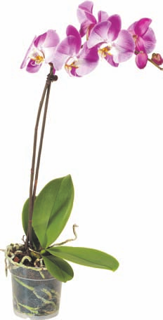 garnitură. Kumquat se întâlneşte însă cel mai des confiat sau conservat (ca atare sau sub formă de marmeladă).