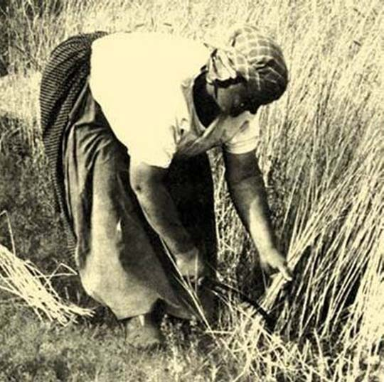 10. ábra. Arató asszony 11. ábra. Munkára előkészített szalma A szalma aratás után, csépléskor születik meg.