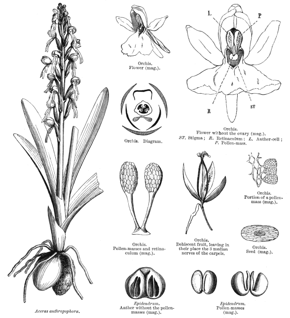 Orchideaceae Egész Föld, főleg