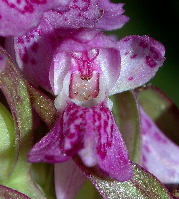 ORCHIDACEAE P3+3