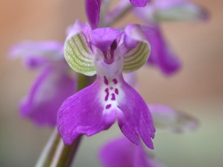 ORCHIDACEAE