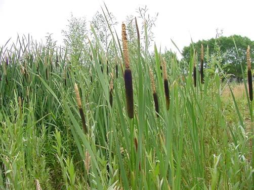 TYPHACEAE Typha latifolia