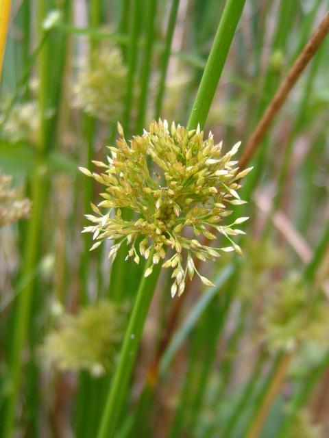 Juncaceae