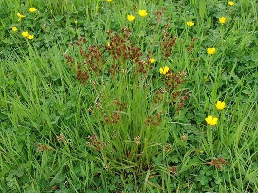 Juncaceae Luzula