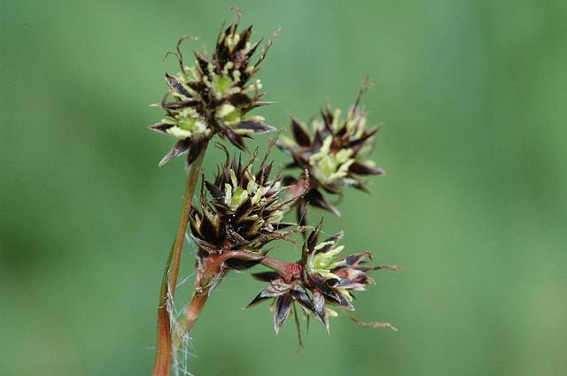 Juncaceae