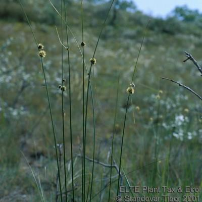 Cyperaceae * P3+3v2+0v0