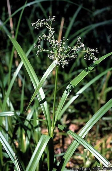 Cyperaceae