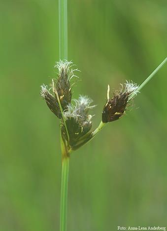 Cyperaceae *