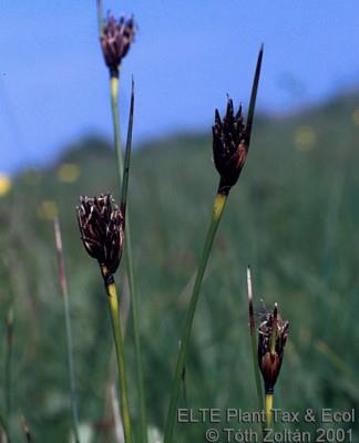 Cyperaceae *