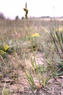 Cyperaceae *