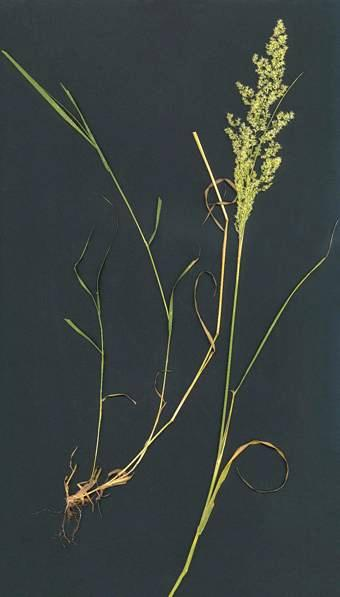 Agrostis