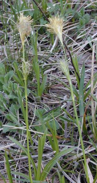 Sárgás sás Carex michelii 20-40 cm, sarjtelepeket alkotó (Ge-He).