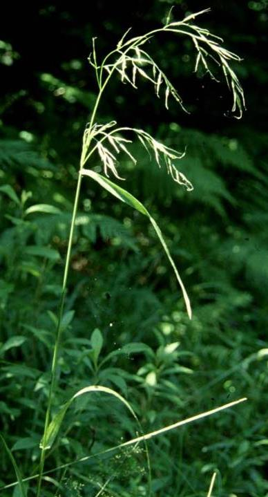 50-150 cm magas, felálló szárú, csomós tövű évelő (He). A szár tövén nincsenek allevelek. A fénylő sötétzöld levelek 5-15 mm szélesek, gyakran csavarodottak.