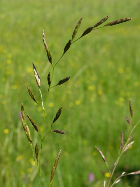 Festuca