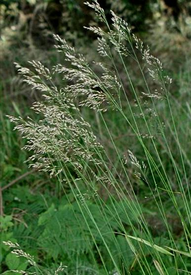 Hegyi csenkesz Festuca drymeia csak EMH 80-100 cm, felálló, erőteljes szárú, telepeket alkotó, tarackoló évelő (Ge). A szár töve alleveles.