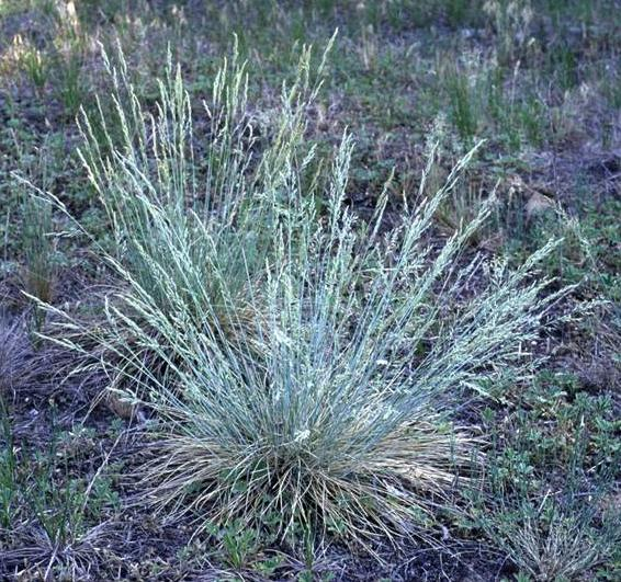 Homoki csenkesz Festuca vaginata 15-60 cm, sűrűn csomós tövű évelő (He). Az egész növény szürkészöld színű, a sima felületű levelek begöngyöltek, hamvas bevonatúak.