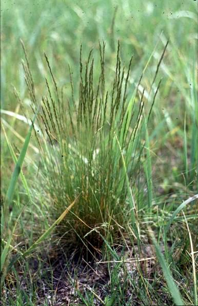 Festuca