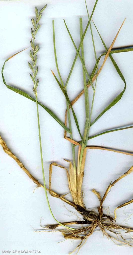 Közönséges tarackbúza Agropyron repens (Elymus repens) 20-100 cm magas, tarackos, telepeket alkotó évelő fűféle (Ge). Levelei élénk- vagy szürkészöldek, kopaszak, érdesek, mereven elállók.