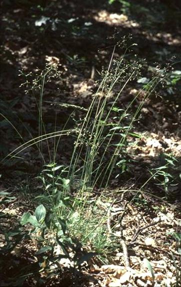 20-60 cm, csomós tövű évelő (He). Levelei fonalasak, simák, sötétzöldek. A virágzat nagyon laza, terebélyesen elálló ágú, 5-10 cm hosszú buga.