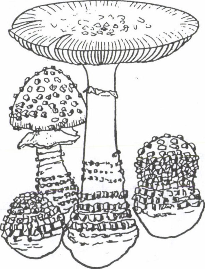 84 Klasszikus példa az öves galócákra a mesekönyvekből jól ismert légvölő galóca (Amanita muscaria).
