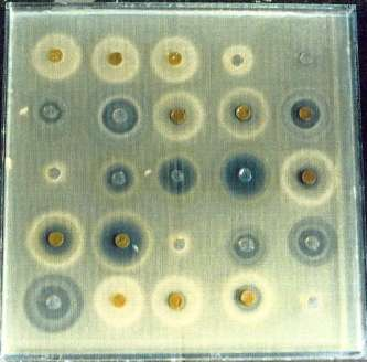 BACILLUS SUBTILIS TESZT, AGARDIFFÚZIÓS MÓDSZERREL Agaros táptalajban egyenletesen eloszlatott és lemezként kiöntött Bacillus subtilis szaporodását, a lemez felületére helyezett, agarral szilárdított