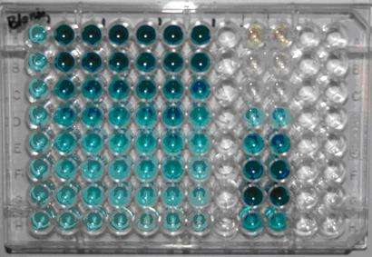 BAKTERIÁLIS TESZTEK TALAJ VIZSGÁLATÁRA Géntoxikológiai tesztek Mutatox-teszt Aliivibrio fischeri nem világító variáns, mutagén hatásra lumineszcencia SOS-chromotest