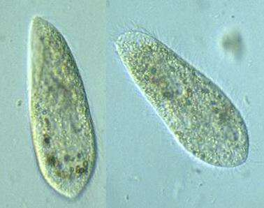 tesztorganizmusok), Colpoda cullus, Paramecium aurelia