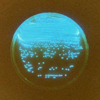 Photobacterium phosphoreum) Érzékenysége: toxikus fémekre, szerves makro- és