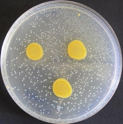 C E. coli ATCC 8739 32.