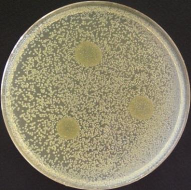coli ATCC 8739 33. ábra.